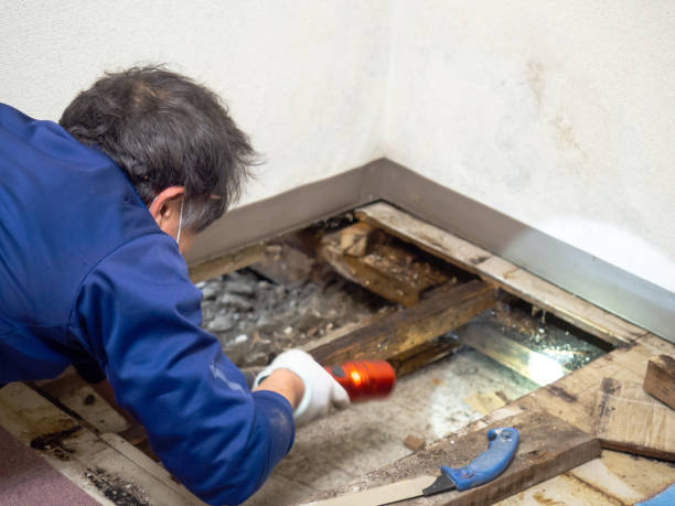 Best Same-Day Mold Removal  in Perryton, TX