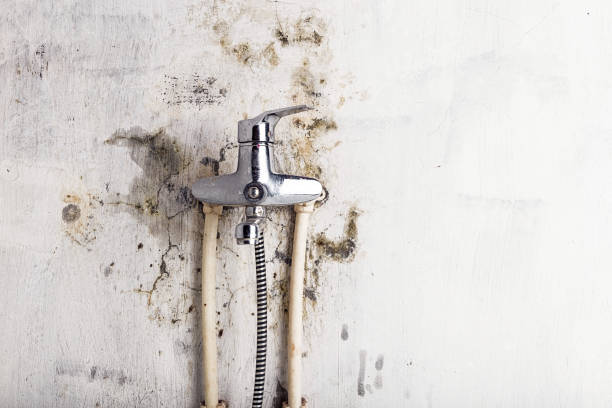 Best Home Mold Removal  in Perryton, TX