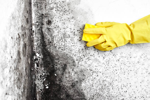 Reliable Perryton, TX Mold Removal Solutions