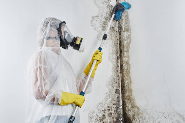Best Office Mold Removal Services  in Perryton, TX