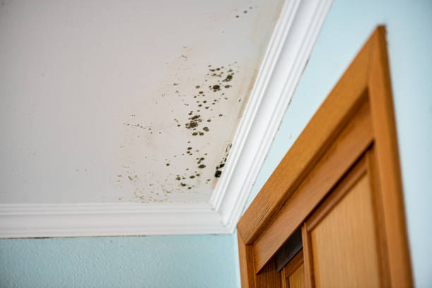Mold Removal and Inspection in Perryton, TX