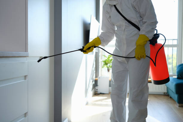 Best Mold Damage Repair  in Perryton, TX