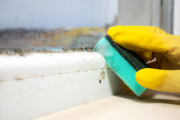 Best Affordable Mold Removal  in Perryton, TX