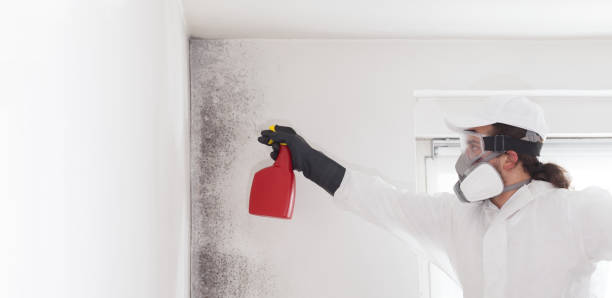 Best Emergency Mold Removal  in Perryton, TX
