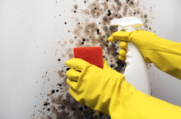 Best Fast Mold Removal  in Perryton, TX