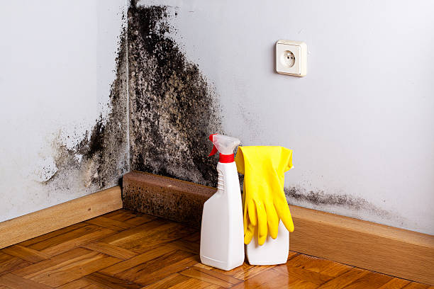 Best Crawl Space Mold Removal  in Perryton, TX