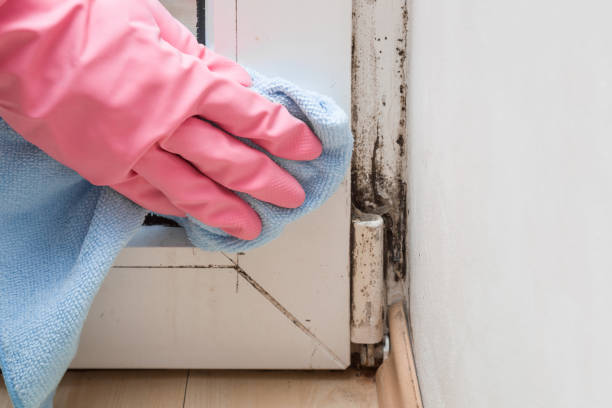 Best Emergency Mold Removal  in Perryton, TX