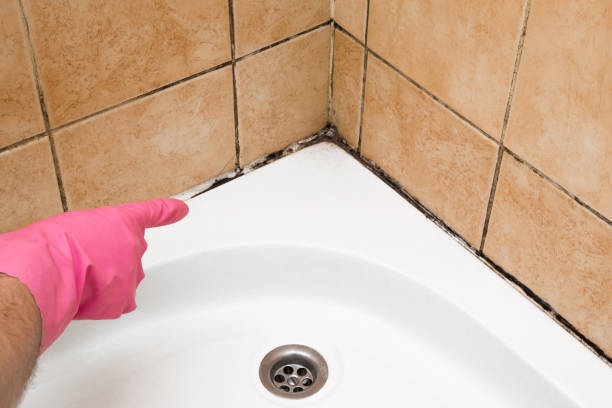 Best Affordable Mold Removal  in Perryton, TX